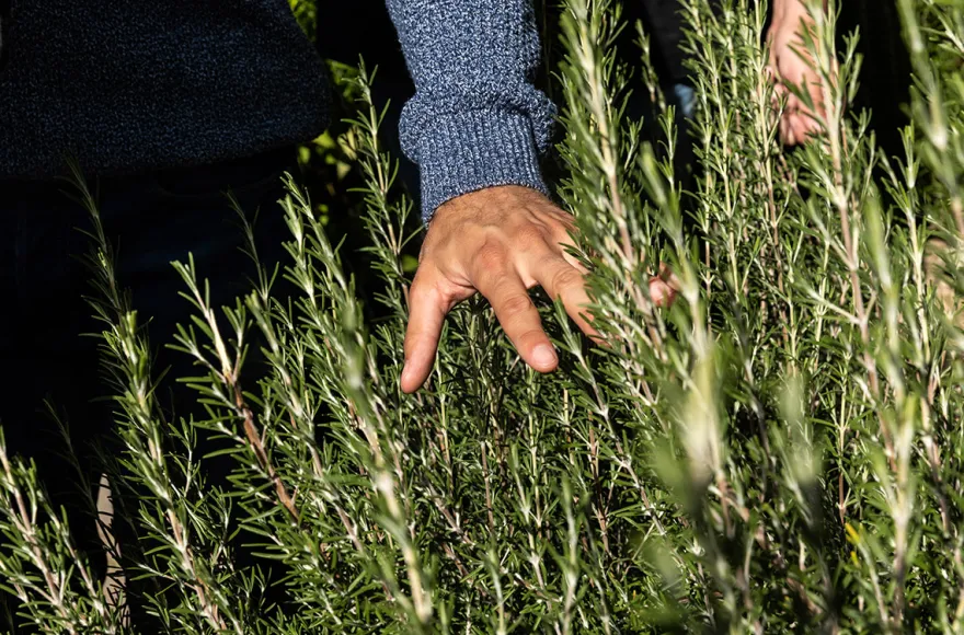 Wildkräuterwanderung durch die Weinberge Worms
