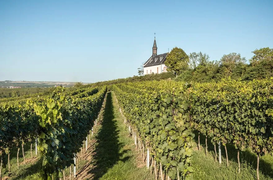 Wildkräuterwanderung durch die Weinberge Worms