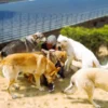 Wolfhundekuschelstunde Büren