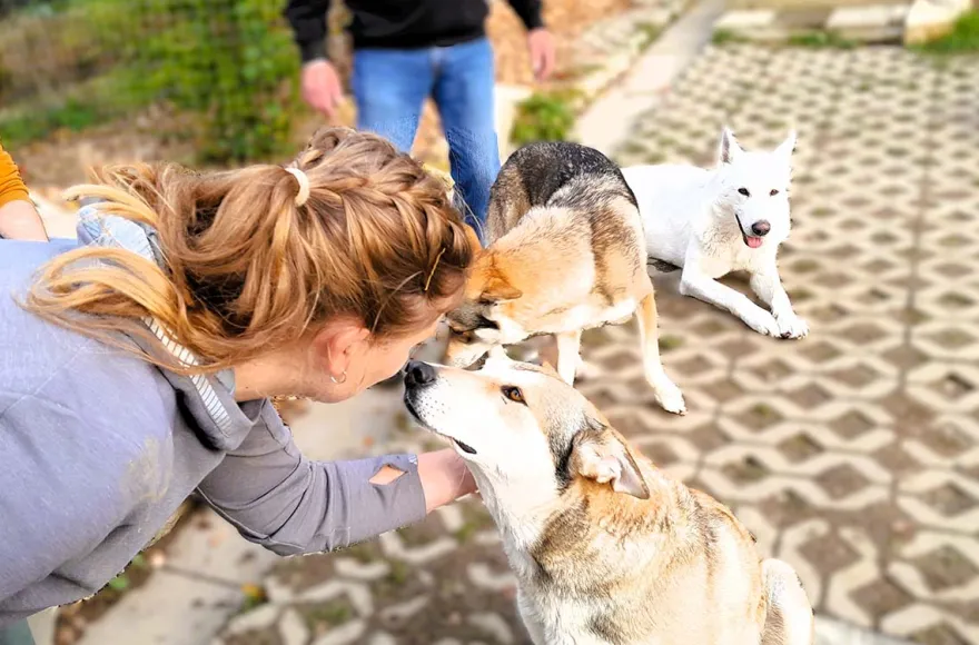 Wolfhundekuschelstunde Büren