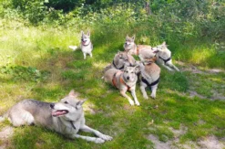 Wolfhundekuschelstunde Büren