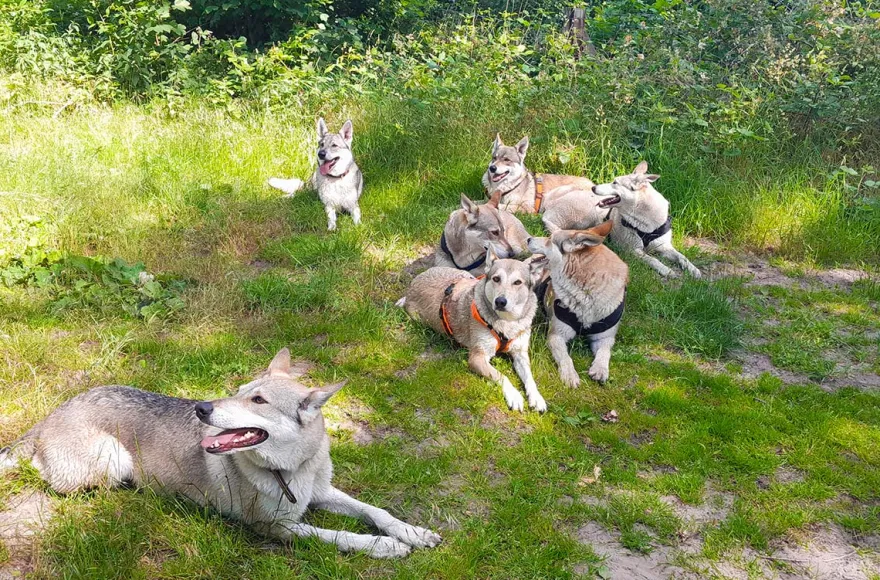 Wolfhundekuschelstunde Büren
