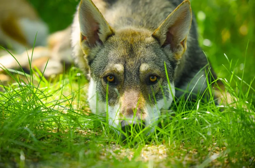 Wolfhundekuschelstunde Büren