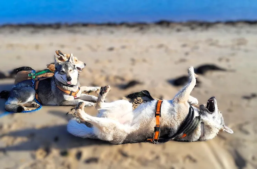 Wolfhundekuschelstunde Büren
