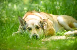 Wolfhundekuschelstunde Büren