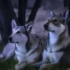 Wolfhunde Mondscheinwanderung in Büren
