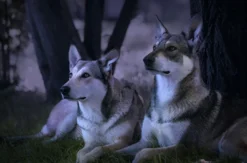 Wolfhunde Mondscheinwanderung in Büren