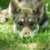 Wolfhundepfleger Büren (3 Std.)