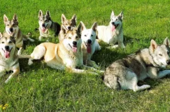 Wolfhundepfleger Büren (3 Std.)