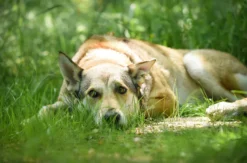 Wolfhundepfleger Büren (3 Std.)