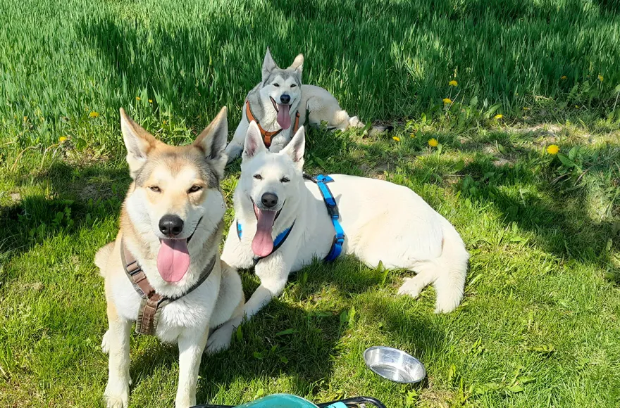 Wolfhundepfleger Büren (3 Std.)