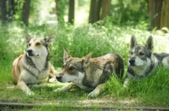 Wolfhund Trekking Büren
