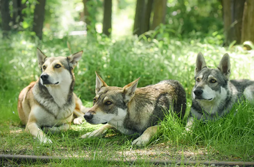 Wolfhund Trekking Büren