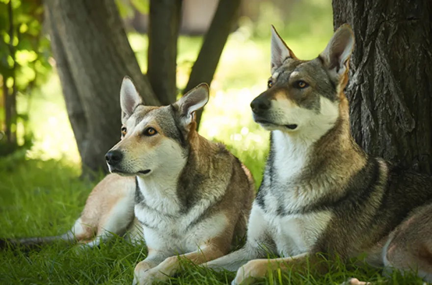 Wolfhund Trekking Büren