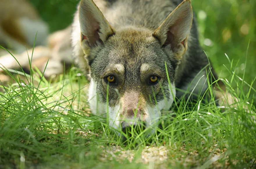 Wolfhund Trekking Büren