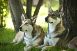 Wolfshund Schnuppertour