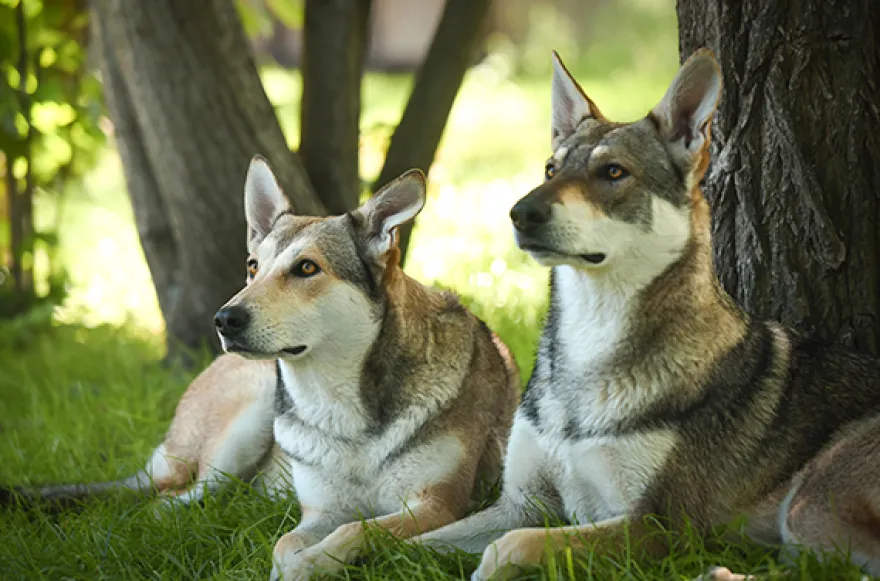 Wolfshund Schnuppertour