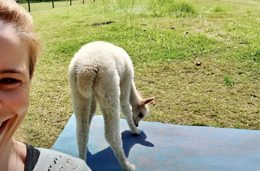 Yoga auf Alpaka Weide Neckargerach