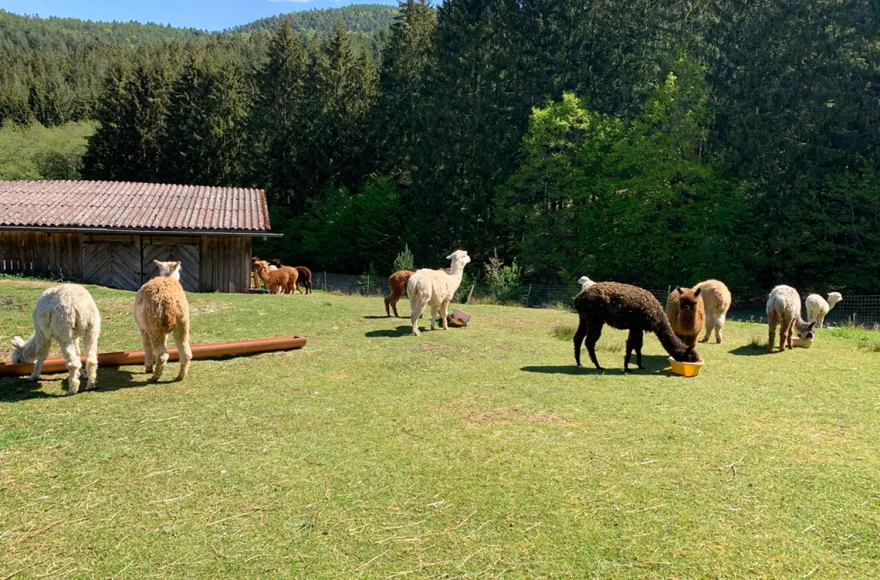 Yoga auf Alpaka Weide Neckargerach
