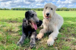 Yoga mit irischen Wolfshunden für 2 Blankenfelde-Mahlow