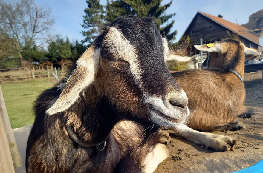 Ziegenyoga Wernberg